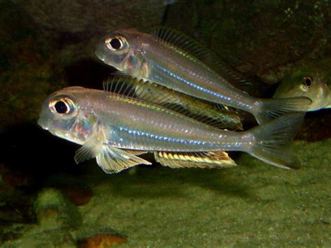Xenotilapia sima : fisheries, aquarium .